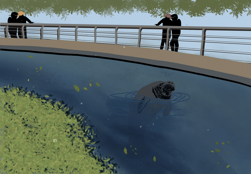 A manatee in captivity.