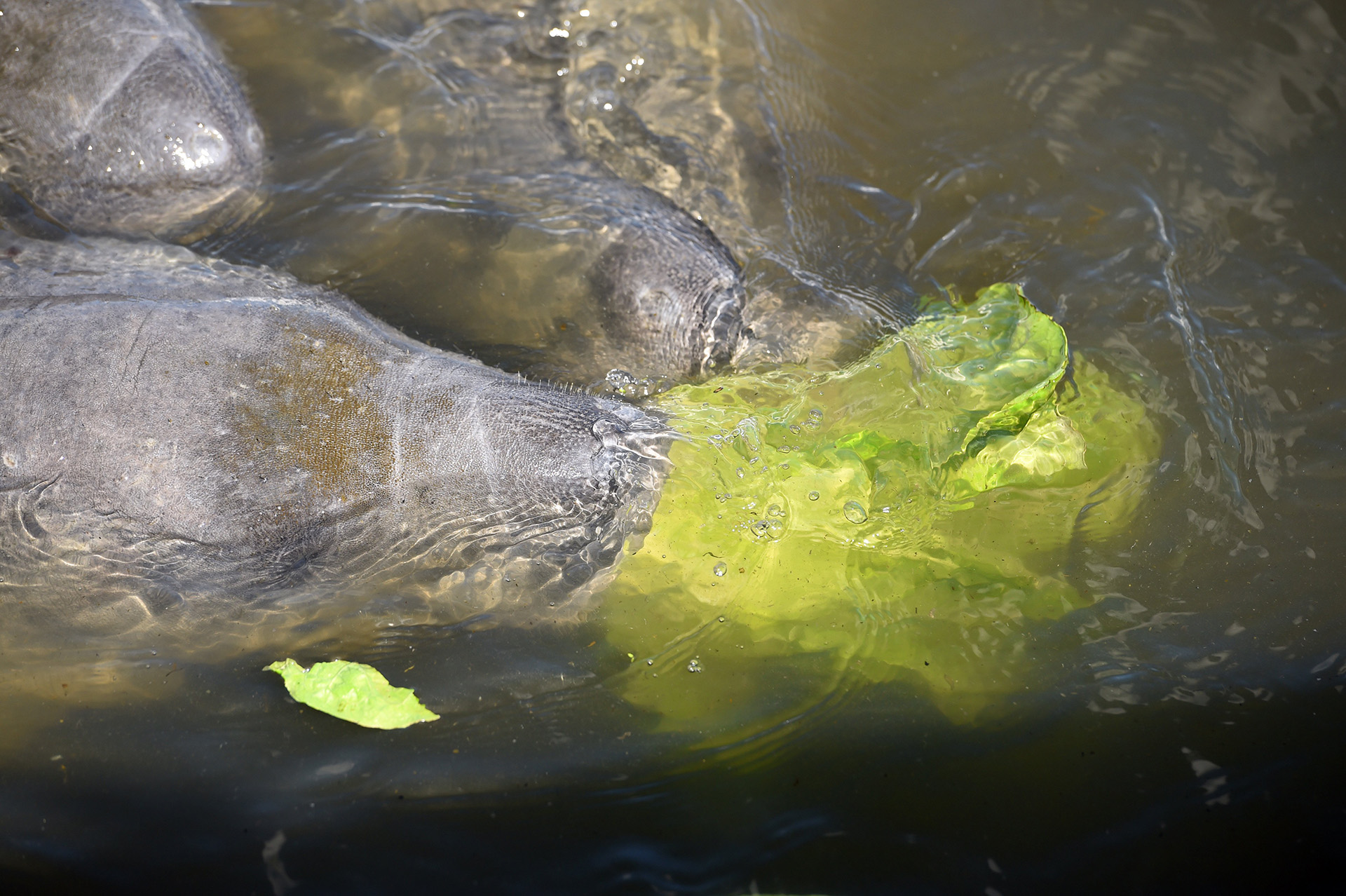 Manatees eat lettuce thrown to them as part of a government feeding effort amid the starvation die-off. Before manatees died, pollution-fueled algae blooms killed off the seagrass they depended on in the Indian River Lagoon.