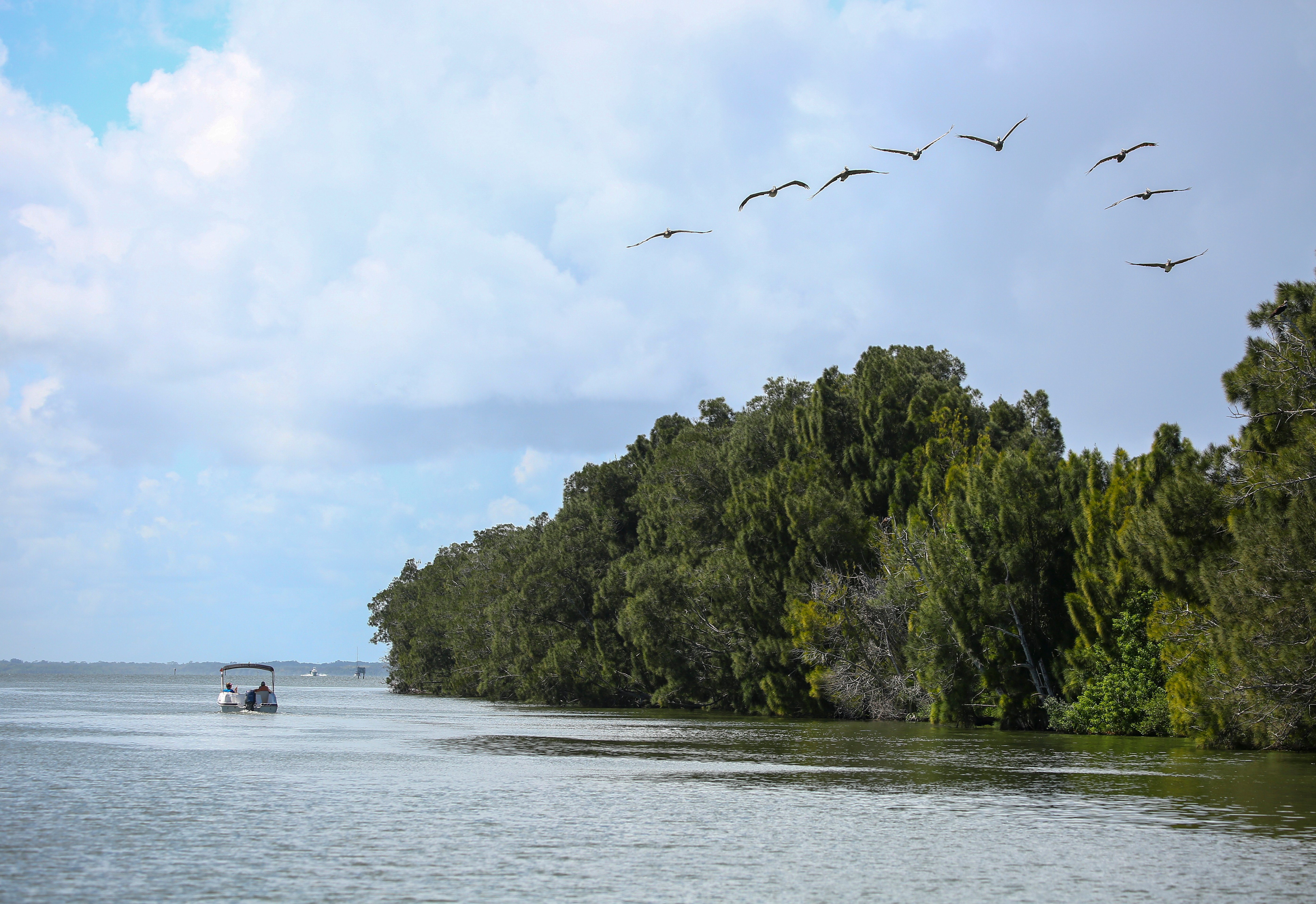 Pelicans soar over the Indian River Lagoon, an example of the varied wildlife that call the estuary home.