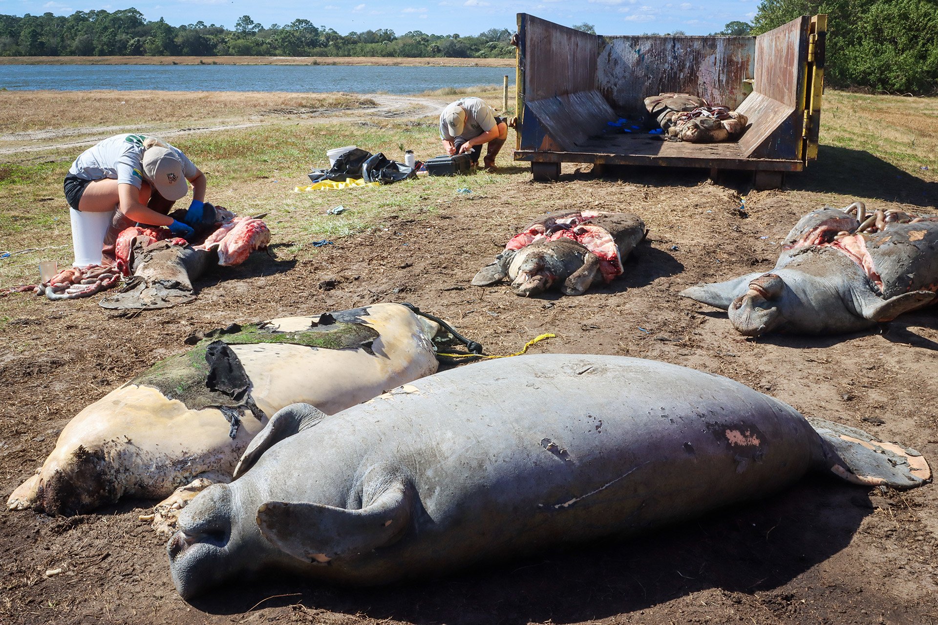 Researchers examine several dead manatees during the starvation
                            die-off in the Indian River Lagoon.