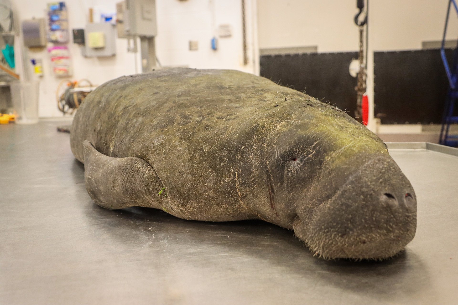 A Florida Fish and Wildlife Conservation Commission photo shows a
                            dead manatee awaiting examination in an agency lab.