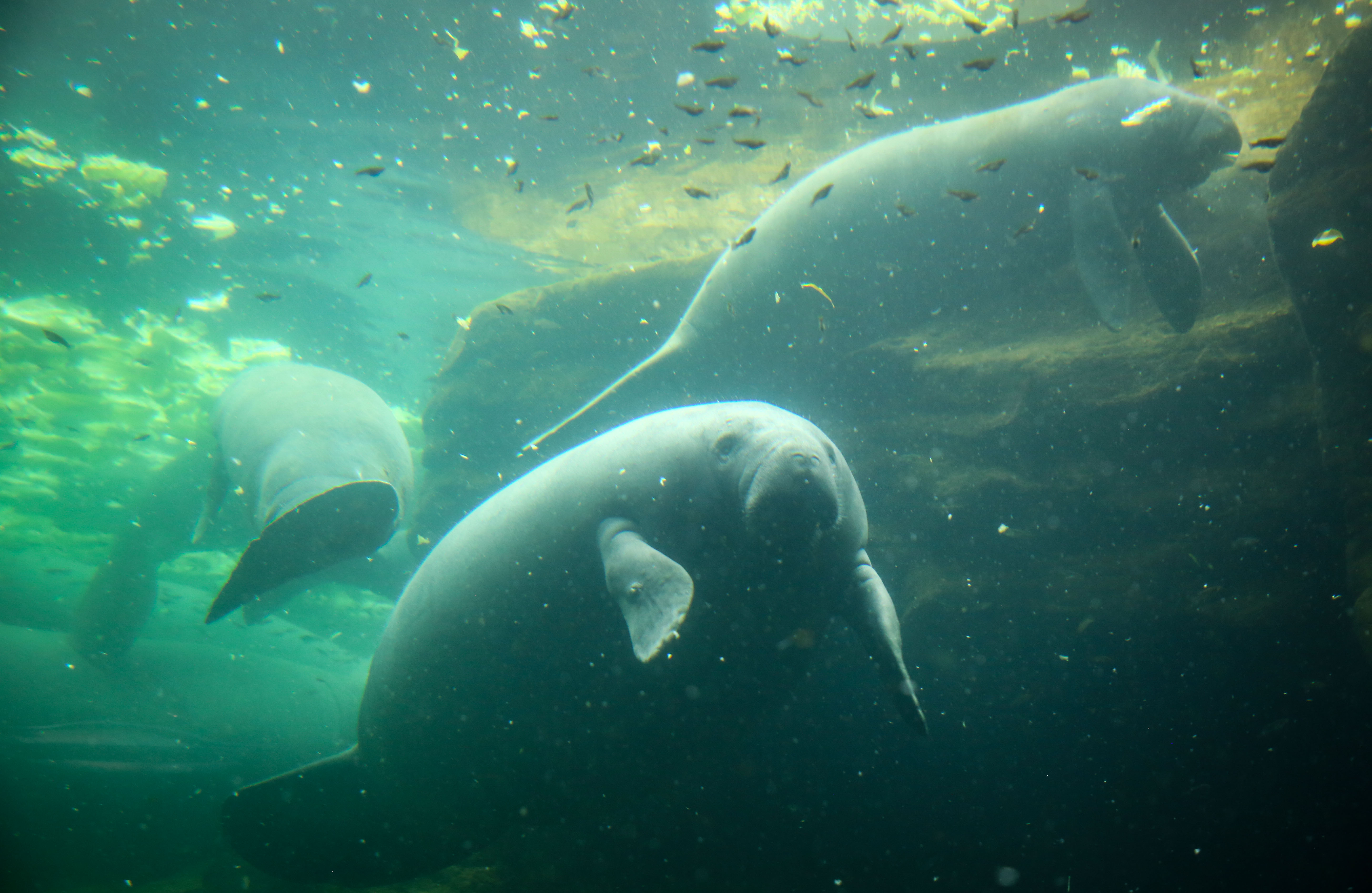 The orphaned manatee rescued from the Lagoon in 2021, since named
                Ashley, swims in a pool at SeaWorld Orlando with other rehabbing
                manatees.