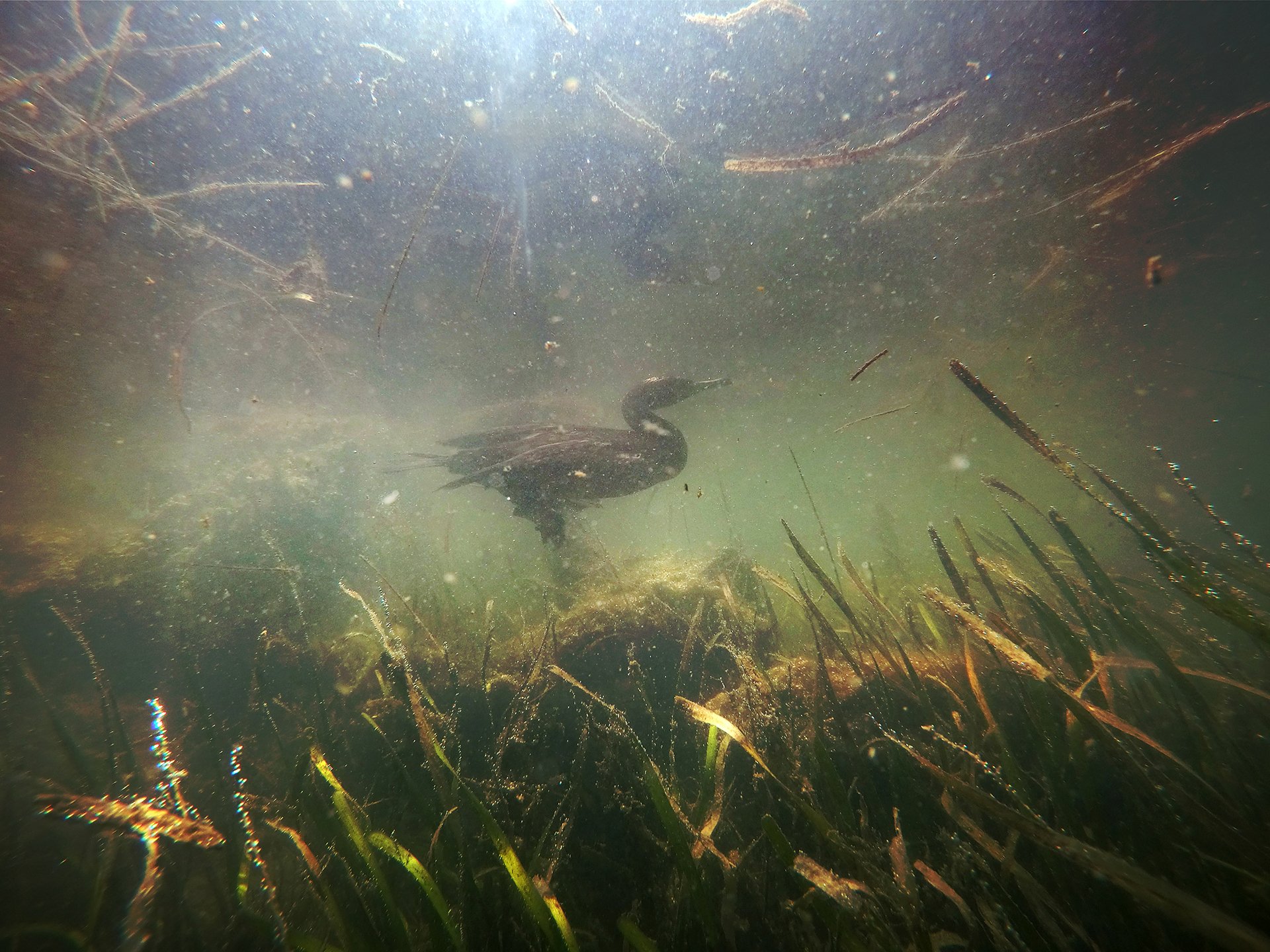 A cormorant swims over a thick mat of algae that covers a bed of seagrass near Fort De Soto in Pinellas County.