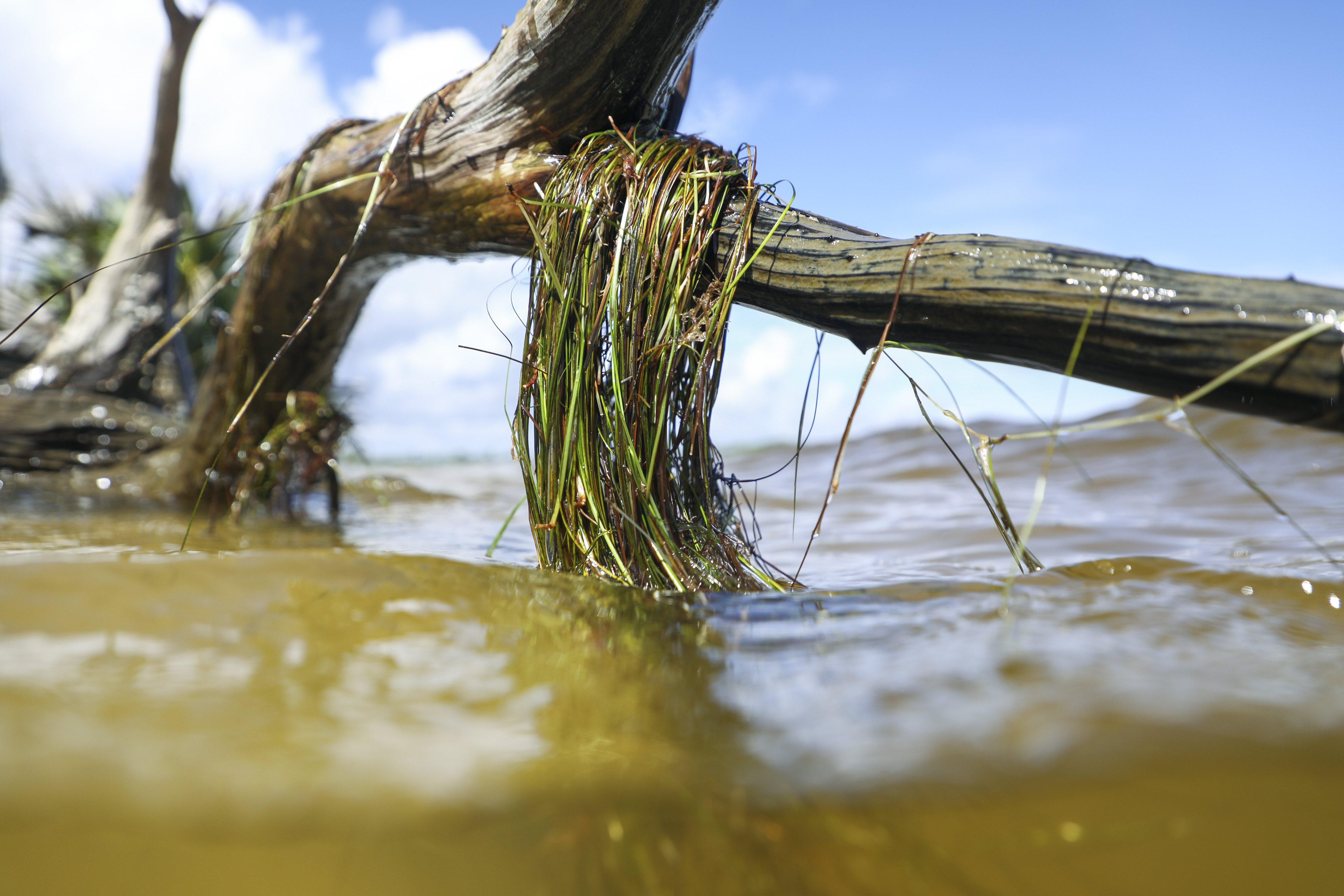 Seagrass hangs in a clump in the Indian River Lagoon. Devastating algae blooms killed tens of thousands of acres of seagrass, transforming parts of the waterway into an underwater desert.