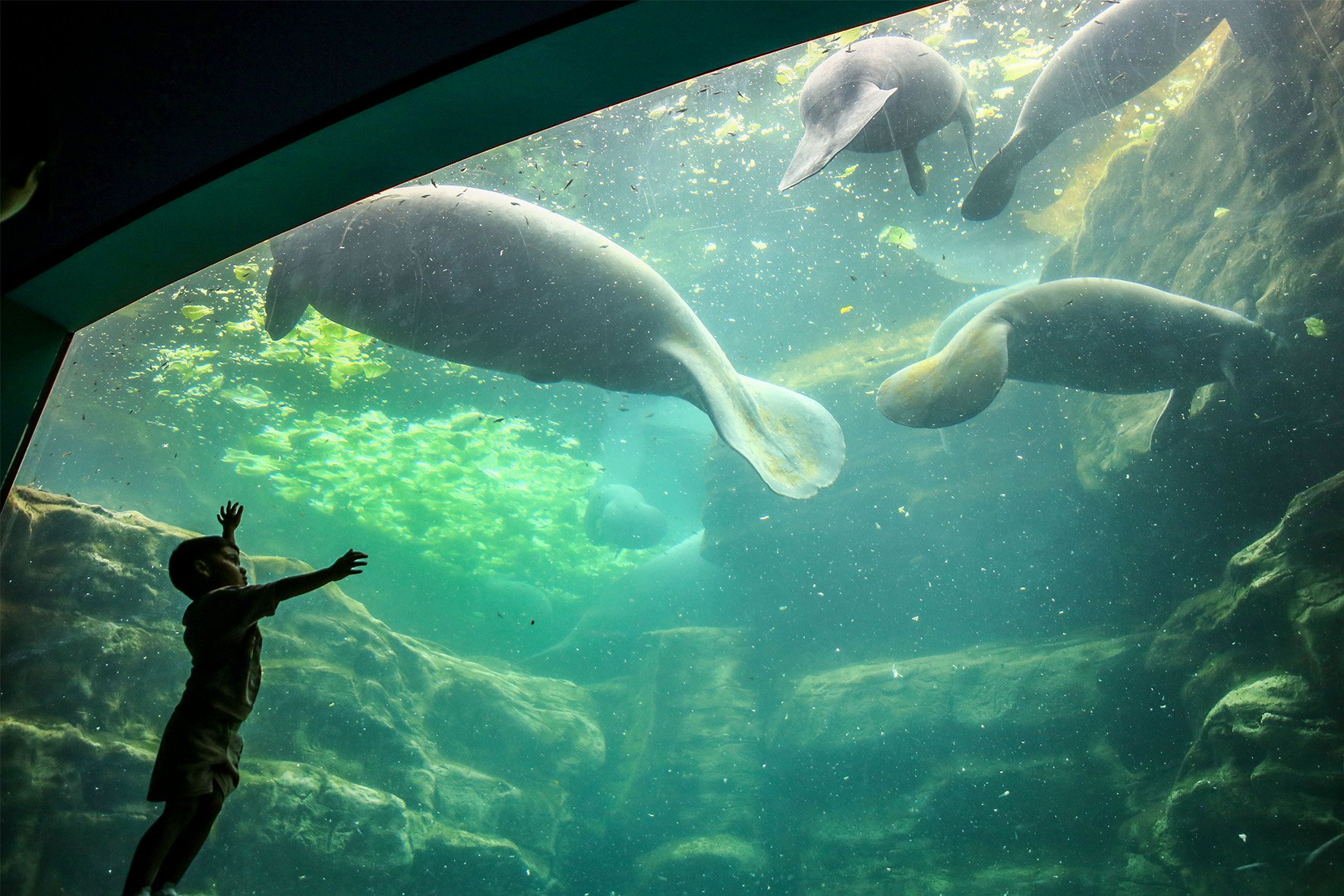 A boy admires rescued manatees housed in a SeaWorld Orlando exhibit. 