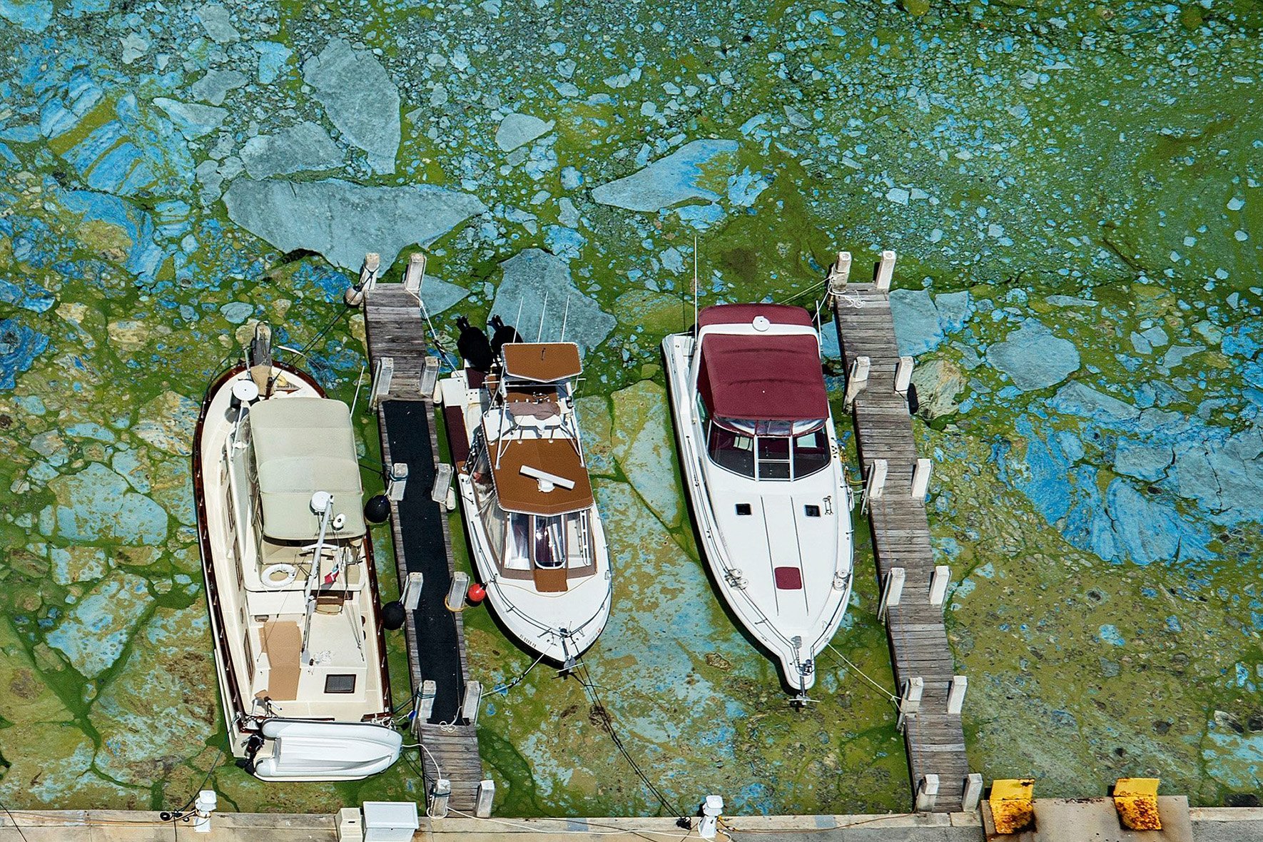 Blue-green algae surrounds boats docked along the St. Lucie River
                            in Stuart.