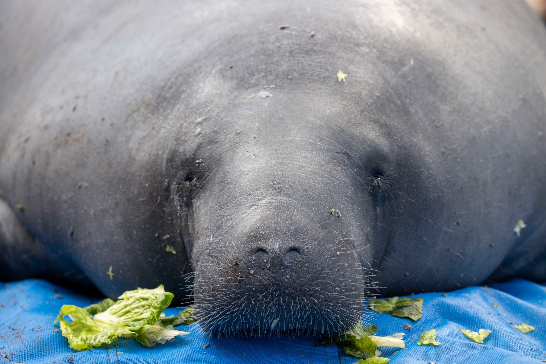 The orphaned manatee rescued from the Indian River Lagoon in January 2021 arrives at Blue Spring State Park, where rehabbers and volunteers released her to the wild.