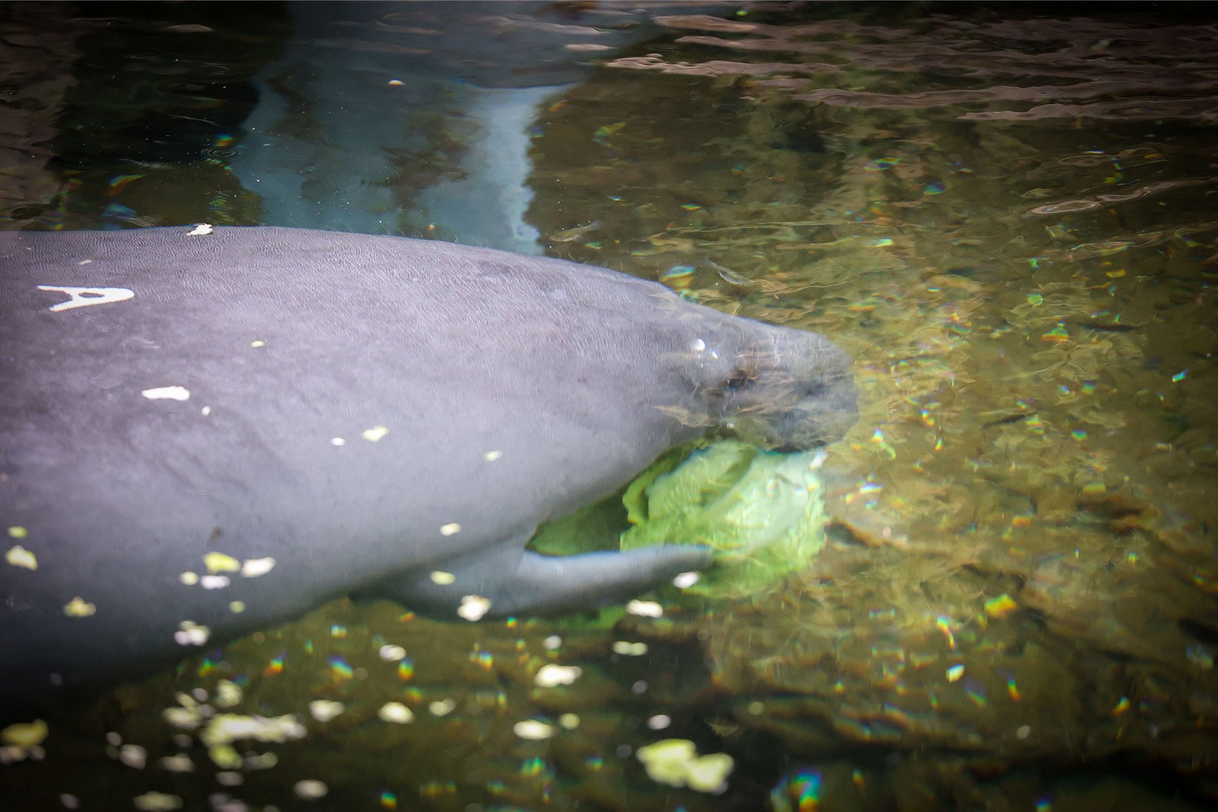 Ashley, a young manatee rescued from the Indian River Lagoon
                            during the starvation die-off, munches on romaine lettuce inside
                            an exhibit at SeaWorld Orlando.