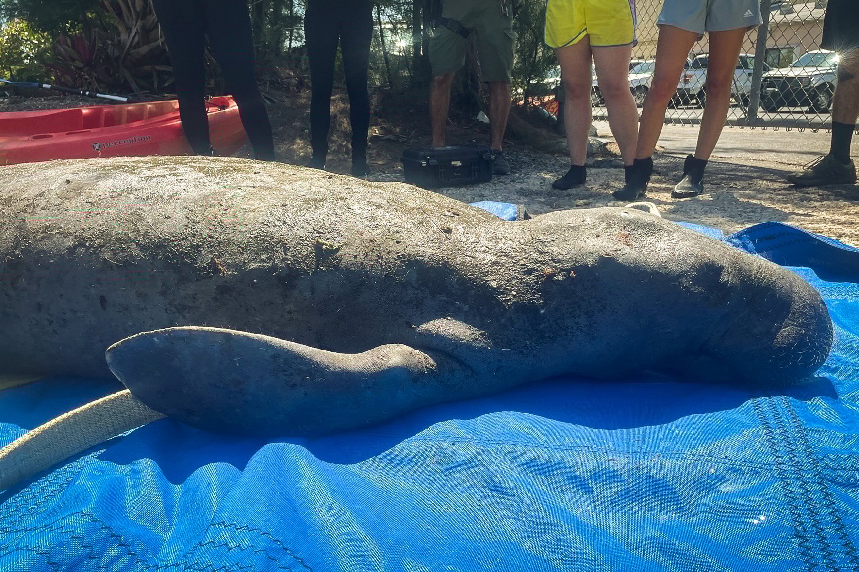 A Florida Fish and Wildlife Conservation Commission photo shows an
                  emaciated manatee. One sign of starvation in manatees during the
                  die-off was a sunken, peanut-shaped head.