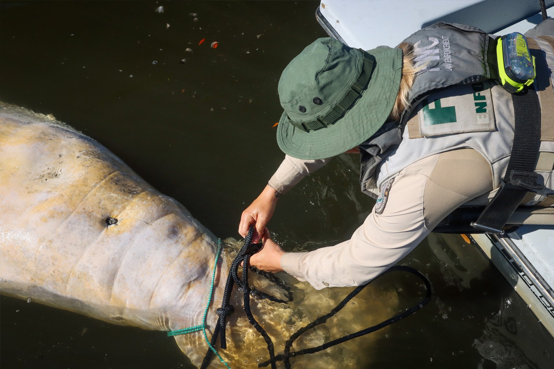 Another photo from the agency shows an officer recovering a
                            dead manatee during the starvation die-off.