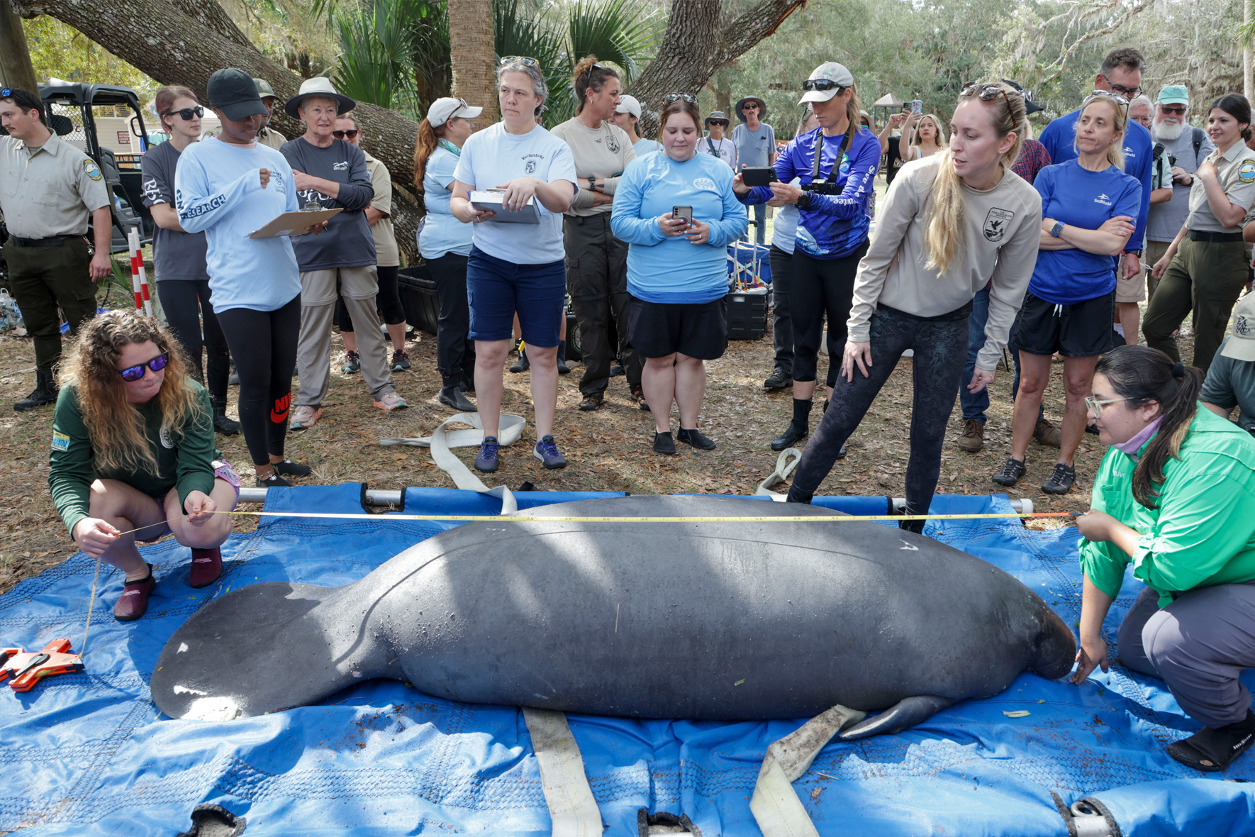Before carrying the orphaned manatee to the water, rehabbers measured her and affixed a tracking device to her tail.